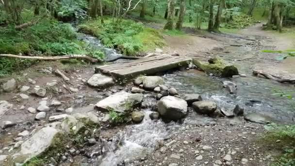 Video Forest Woodland Stream Running Downhill — Video