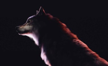 Karanlık arka planda uzaktan bakan bir kurt. 3B illüstrasyon.