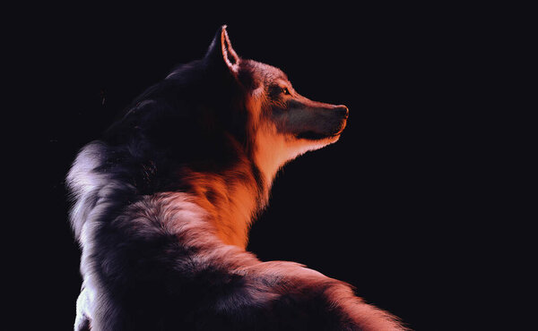 A wolf looking back and into the distance on dark background. 3D illustration.