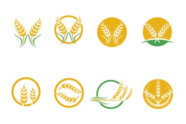 Tarım buğday vektör tasarımı 