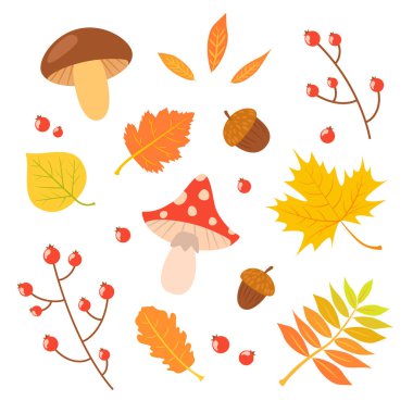 Autumn leaves and mushrooms set. Different leaves, mushrooms, berries and acorns. Vector