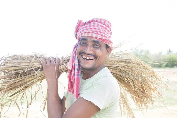 Happy Indian Young Farmer Kissing ear of rice