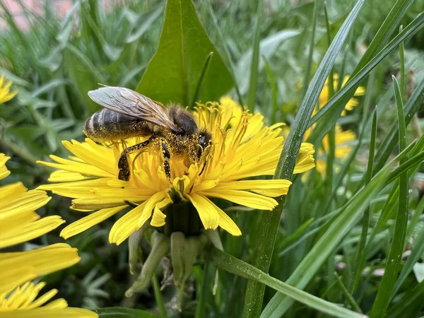 Medicinal plant mother and stepmother, Tussilago. Yellow flower with a bee, collects nectar. bee on a foal flower. spring blurred background. spring garden season. bee in the meadow, macro nature — Stock Photo, Image