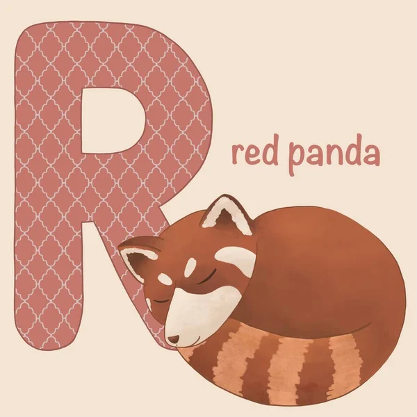 Alphabet card for kids. Educational preschool learning ABC card with red panda and big letter R. Flashcards with cute wild animal and english word. Cartoon illustration. High quality illustration
