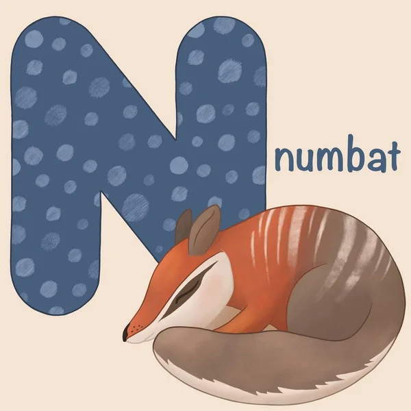 Alphabet card for kids. Educational preschool learning ABC card with sleep numbat and big letter N. Flashcards with cute wild animal and english word. Cartoon illustration. ABC set.