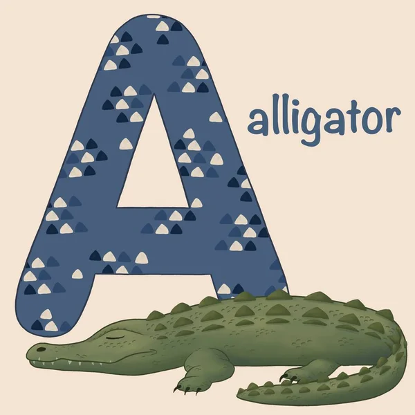 Alphabet with letter A and sleeping Alligator for association. Educational illustration for children who are starting to learn letters and animals. ABC card for kids in cartoon style.