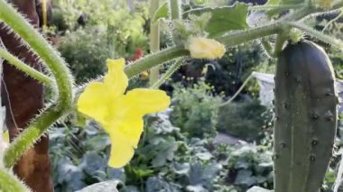 A flower and a small cucumber in the garden. Growing organic vegetables in the garden. Gardening, gardening, vegetable harvest. High quality FullHD footage