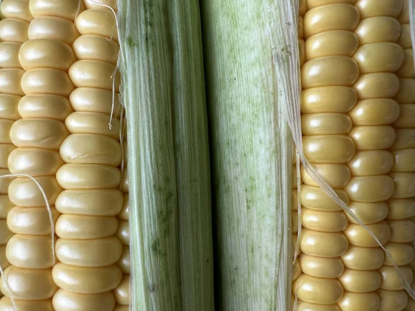 Sweet Corn Organic Maize Harvest Maize Production Organic Agriculture Food — Stock Fotó