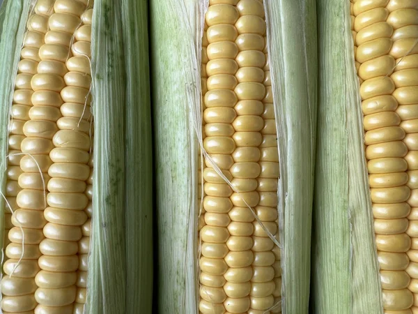 Sweet Corn Organic Maize Harvest Maize Production Organic Agriculture Food — ストック写真