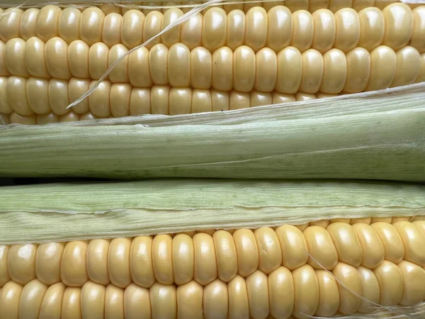 Sweet Corn Organic Maize Harvest Maize Production Organic Agriculture Food — ストック写真