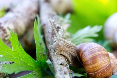 Burgonya salyangozu (