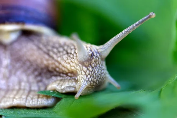 ブルゴーニュカタツムリHelix pomatiaまたはescargetは、陸上カタツムリの一種です。ブルゴーニュカタツムリの地面に滑空。食用のエスカルゴ。カタツムリの栽培. — ストック写真