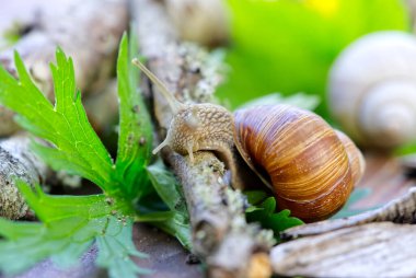 Burgonya salyangozu (