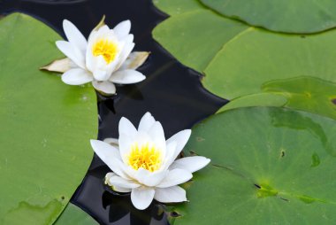 Mavi bir suda yüzen iki beyaz nilüfer..