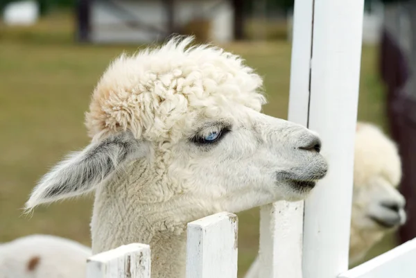 Alpaga animal gros plan de tête drôle coupe de cheveux et mâcher action — Photo