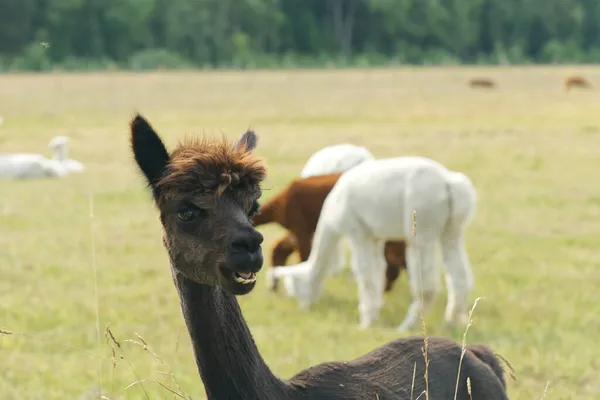 Alpaca Animal närbild av huvudet roligt hår skära och tugga åtgärd — Stockfoto
