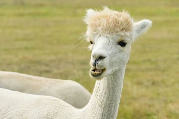 Alpaca Animal Primer plano de la cabeza divertido corte de pelo y masticar acción —  Fotos de Stock