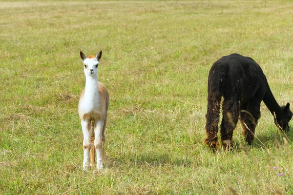 Alpaga animal gros plan de tête drôle coupe de cheveux et mâcher action — Photo