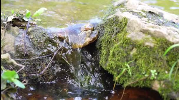 夏の緑の森の石の間を流れる小川。透明な水で小さな滝。苔で覆われた石や丸太。スローモーションビデオ — ストック動画