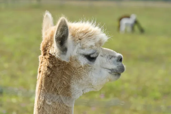 Alpaca Animal Close Up Of Head Funny Hair Cut And Chewing Action — Stock Photo, Image