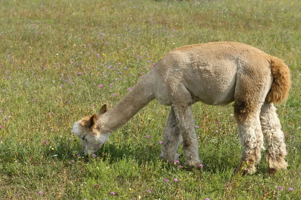 Alpaka zvíře zblízka hlava legrační účes střih a žvýkání akce — Stock fotografie