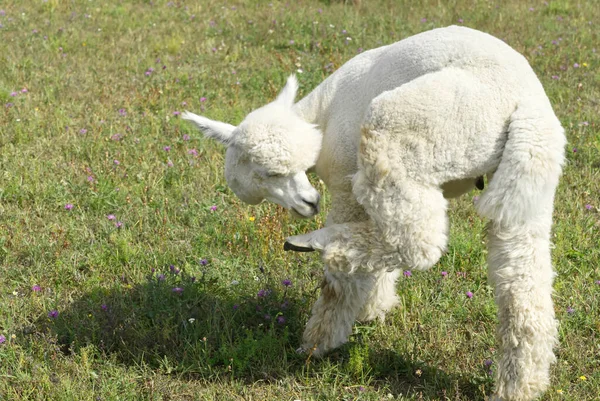 Alpaca animal close up de cabeça engraçado cabelo cortar e mastigar ação — Fotografia de Stock