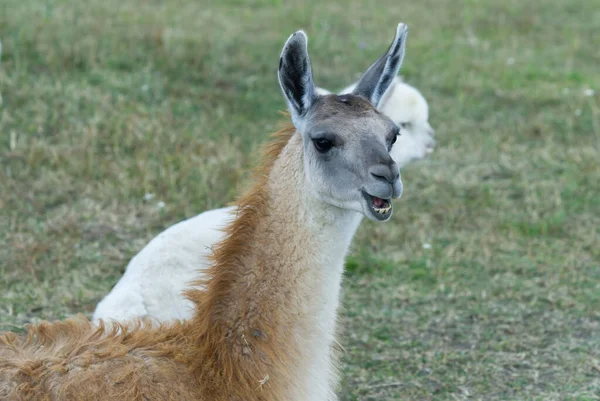 Guanaco lama exotické savec volně žijící zvířata. — Stock fotografie