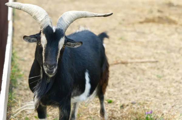 Чорна коза з величезними рогами — стокове фото