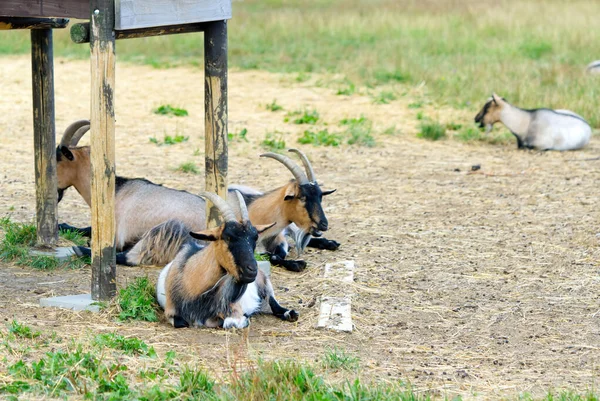 Стадо козлів, що відпочивають у полі — стокове фото