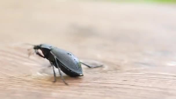 Жахливий жук Суперхробак або Zophobas morio. Великий чорний жук . — стокове відео