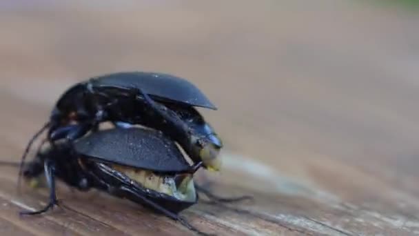 Kara Böcek Süper Solucanı ya da Zophobas Morio. iki büyük siyah böcek üremesi — Stok video
