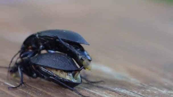 ダークリング・ビートル・スーパーワームまたはゾフォバス・モリオ。2つの大きな黒い虫の繁殖 — ストック動画