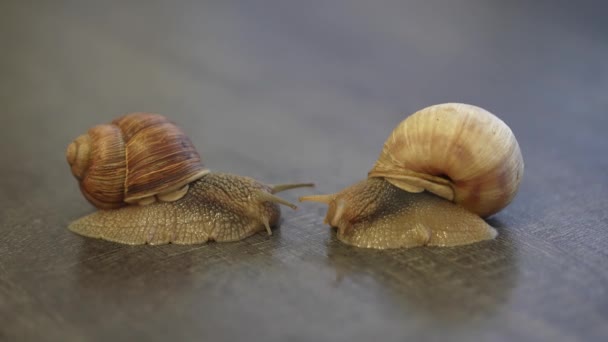 L'escargot de Bourgogne Helix pomatia est une espèce d'escargot terrestre. Escargot de Bourgogne glissant sur le sol. Escargot comestible. Escargots en croissance. — Video