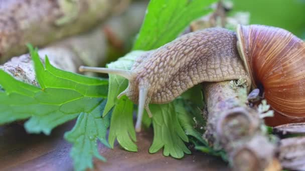 Siput Burgundy Helix pomatia atau escargot adalah spesies siput tanah. Siput Burgundy meluncur di tanah. Escargot yang bisa dimakan. Tumbuh siput. — Stok Video
