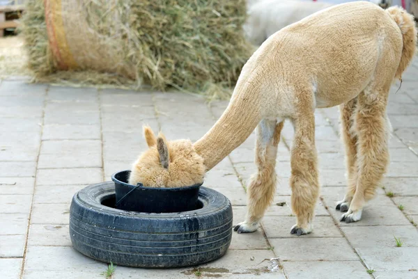 Alpaca Állat Közelkép A Fej Vicces Hajvágás És Rágás Action — Stock Fotó