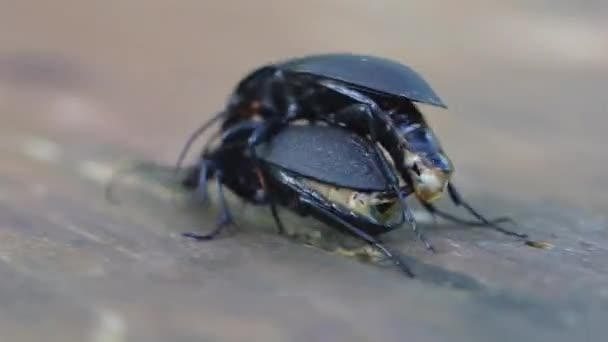 Тёмный жук Суперчервь или Zophobas morio. воспроизведение двух больших черных жуков — стоковое видео