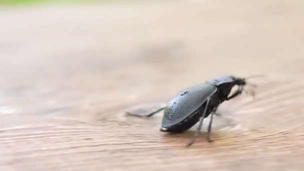 Darling Beetle Superworm oder Zophobas morio. Große schwarze Wanze. — Stockvideo