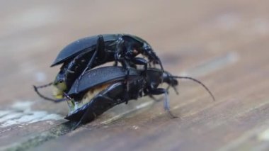 Kara Böcek Süper Solucanı ya da Zophobas Morio. İki büyük siyah böcek çoğalıyor. yavaş çekim
