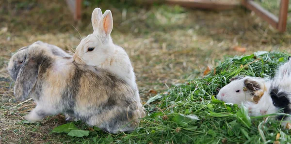 Dos conejos domésticos corren uno detrás del otro. proceso de reproducción — Foto de Stock