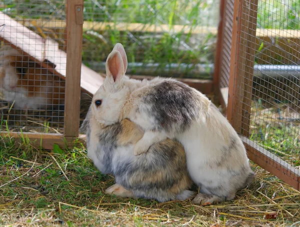 Two domestic rabbits run after each other. reproduction process — Stock Photo, Image