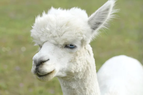 Alpaca animal close up de cabeça engraçado cabelo cortar e mastigar ação — Fotografia de Stock