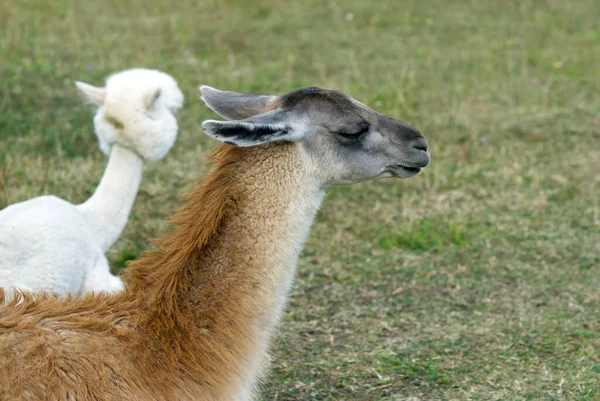 Guanaco lama mammifère exotique animal sauvage. — Photo