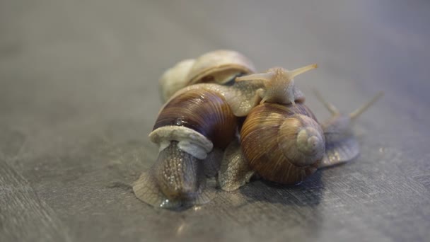 부르고뉴 달팽이 헬 릭스 포 마티아 (Burgundy snail Helix pomatia) 또는 에스카르고 (escargot) 는 육상 달팽이의 일종이다. 부르고뉴 달팽이 가 땅에서 활공하고 있습니다. 입에 풀칠을 했어요. 달팽이의 성장. — 비디오