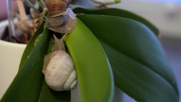 부르고뉴 달팽이 헬 릭스 포 마티아 (Burgundy snail Helix pomatia) 또는 에스카르고 (escargot) 는 육상 달팽이의 일종이다. 부르고뉴 달팽이 가 땅에서 활공하고 있습니다. 입에 풀칠을 했어요. 달팽이의 성장. — 비디오