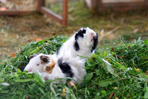 Drôle de cobayes blancs et bruns mangeant de l'herbe verte fraîche. Animaux domestiques — Photo