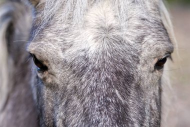Koyu gri at yakın plan. Estonya, Lagedi ahırı yakın çekim
