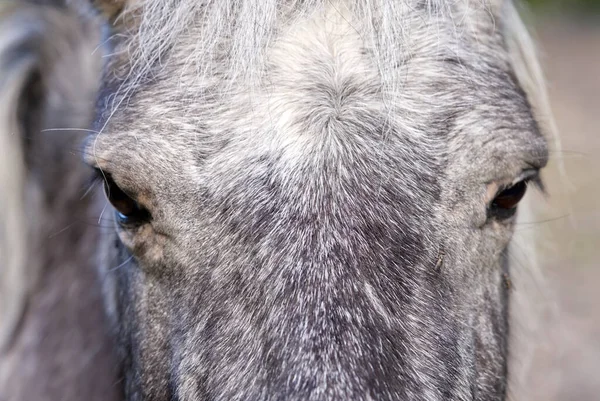 Donkergrijs paard close-up. Estland, stabiele close-up van Lagedi — Stockfoto
