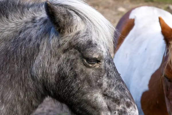 Dark grey horse close-up. Estonia, Lagedi stable closeup — Stock Photo, Image