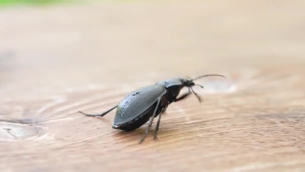 Жахливий жук Суперхробак або Zophobas morio. Великий чорний жук. повільний рух — стокове відео