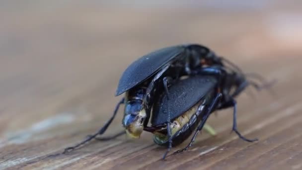 Sötét bogár Szuperféreg vagy Zofób Morio. Két nagy fekete rovar szaporodása. lassított felvétel — Stock videók